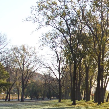 City Uses Grant Funds to Remove Hazardous Trees in the Parks