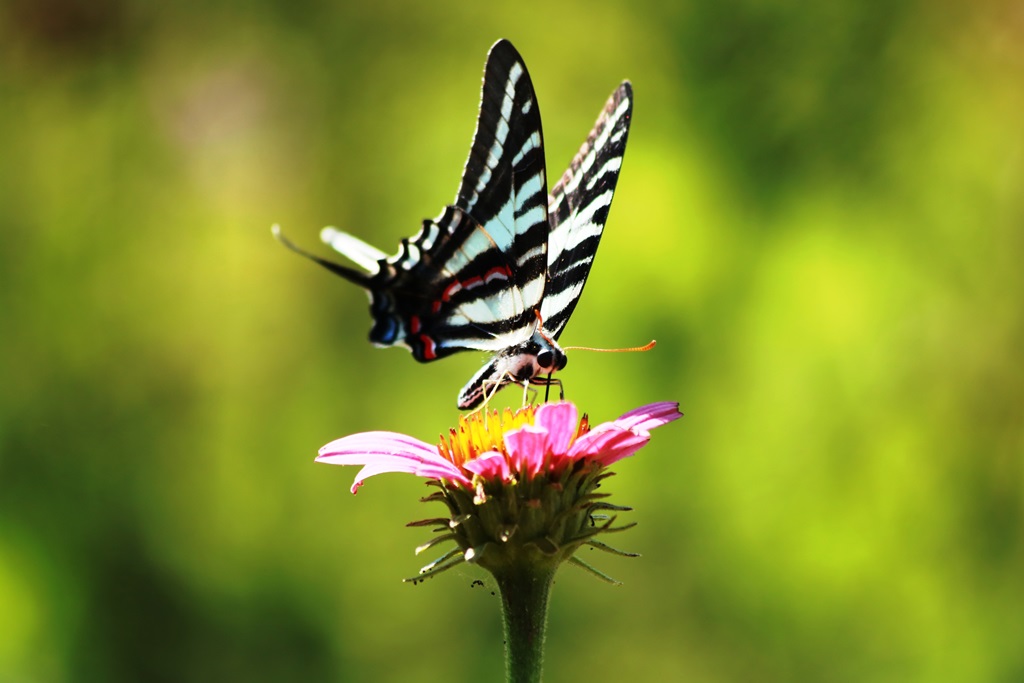 Cheryl Lynn Palmer Zebra Swallowtail