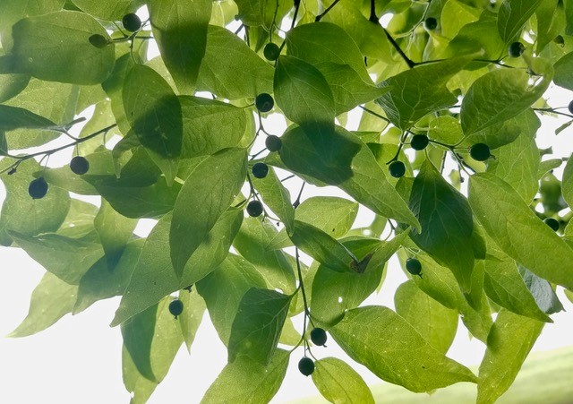 Kaitlyn Bolt Canopy of Leaves